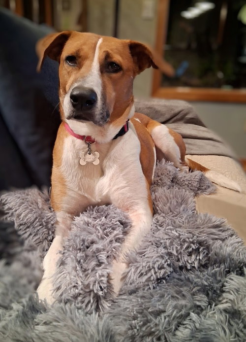 STELLA - Retriever / Beagle available for adoption