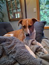 Stella - Photo 5