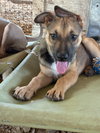Freddy - Photo 2