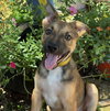 Freddy - Photo 3