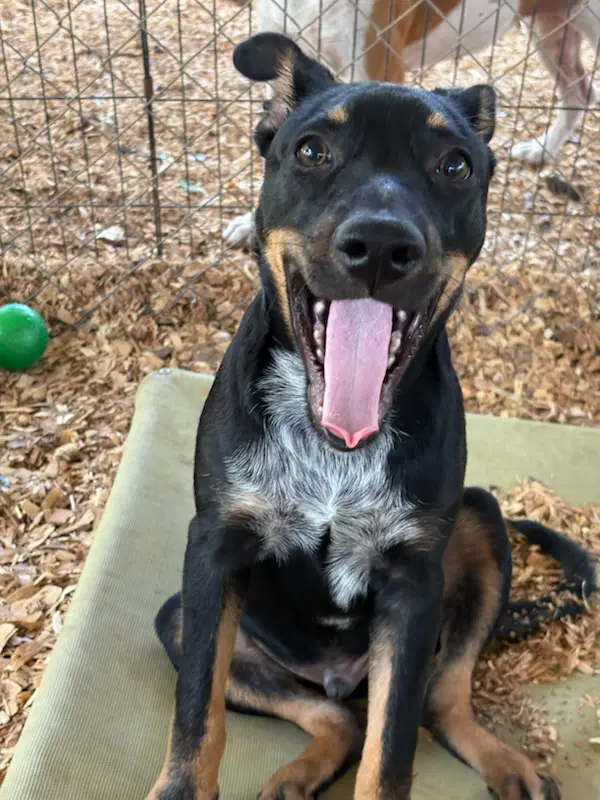 Barney - Shepherd