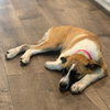 Honey - Photo 4