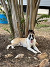 Honey - Photo 1