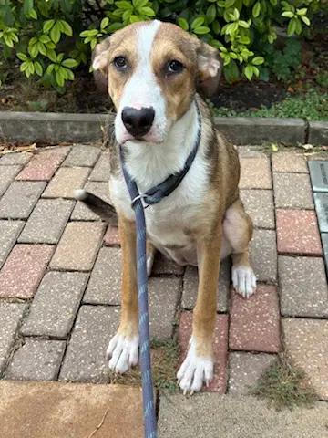 Penne - Shepherd