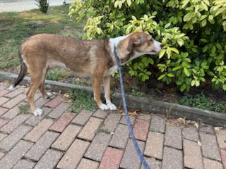 PENNE - Shepherd available for adoption