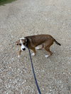 Penne - Photo 4