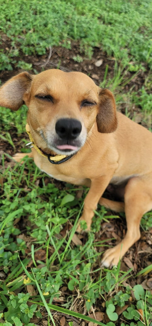 CONNIE - Chihuahua / Dachshund available for adoption
