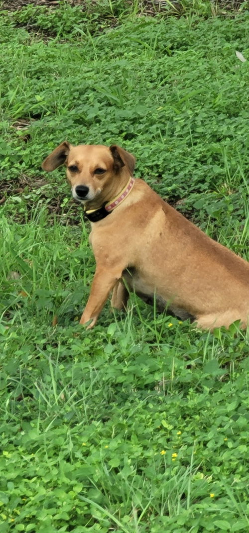 CONNIE - Chihuahua / Dachshund available for adoption
