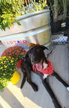 Snuffles - Photo 1