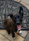 Snuffles - Photo 3