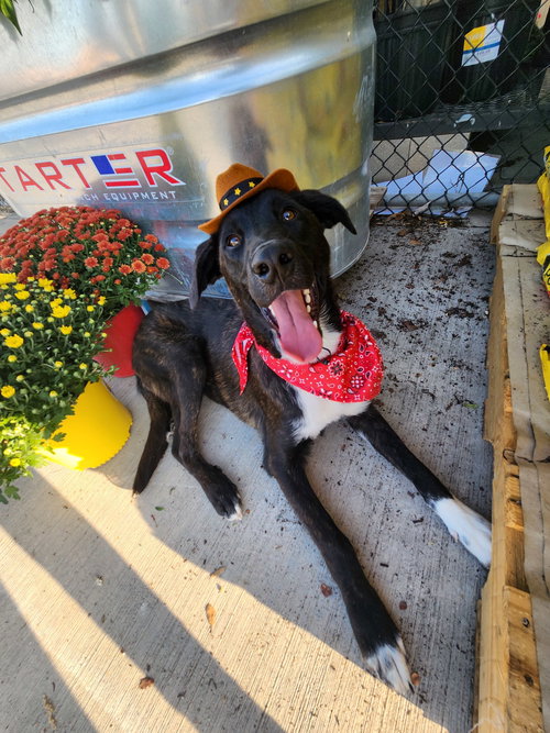 SNUFFLES - Belgian Shepherd Malinois / Shepherd available for adoption