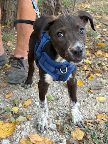 CHARLIE - Retriever / Pointer available for adoption