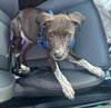 Charlie - Photo 5