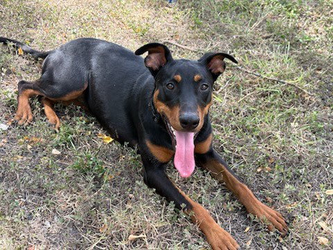 RILEY - Doberman Pinscher available for adoption