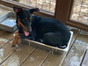 Riley - Photo 4