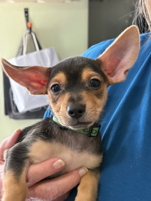 ROLO - Chihuahua available for adoption
