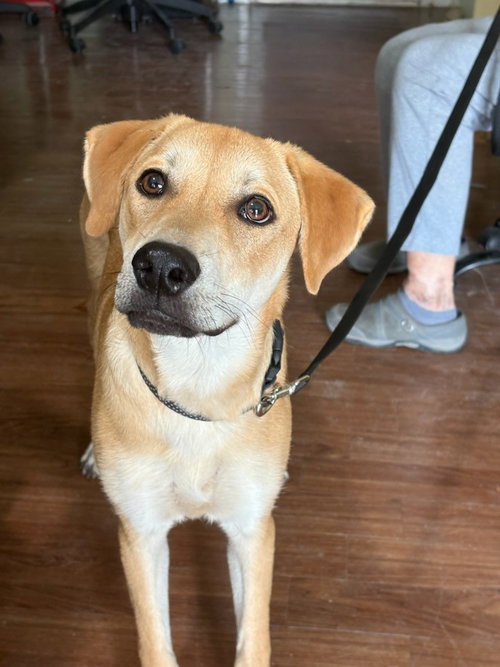 AMBER - Retriever / Shepherd available for adoption