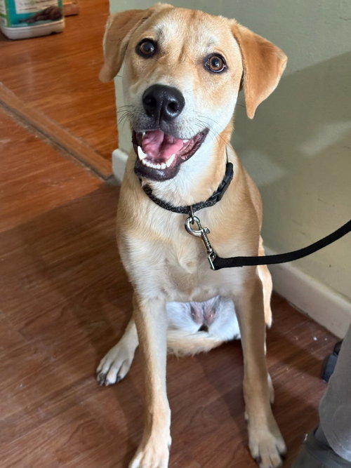 AMBER - Retriever / Shepherd available for adoption