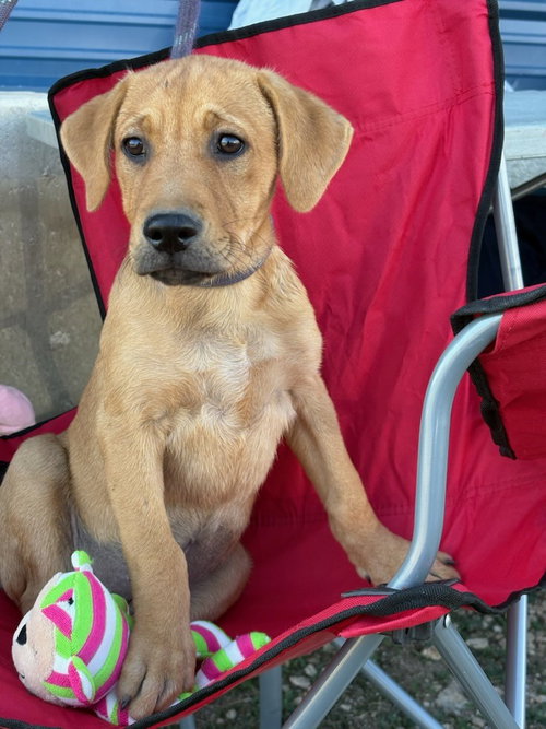HAZEL - Retriever / Shepherd available for adoption
