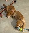 Hazel - Photo 3