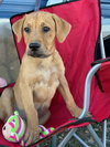 Hazel - Photo 5