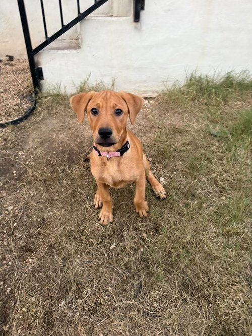 HAZEL