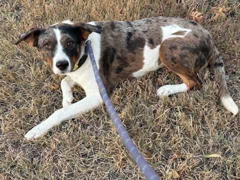 PEARL - Australian Shepherd available for adoption