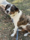 Pearl - Photo 3