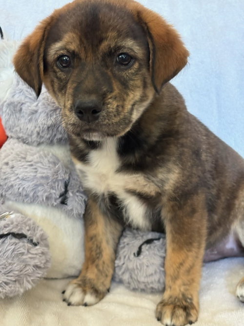 Ares, an adoptable Retriever in San Antonio, TX