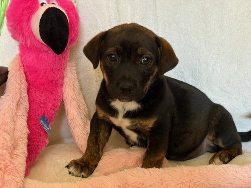 Rose, an adoptable Retriever in San Antonio, TX