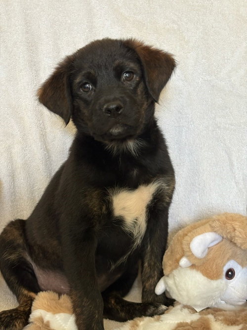 Lilly, an adoptable Retriever in San Antonio, TX