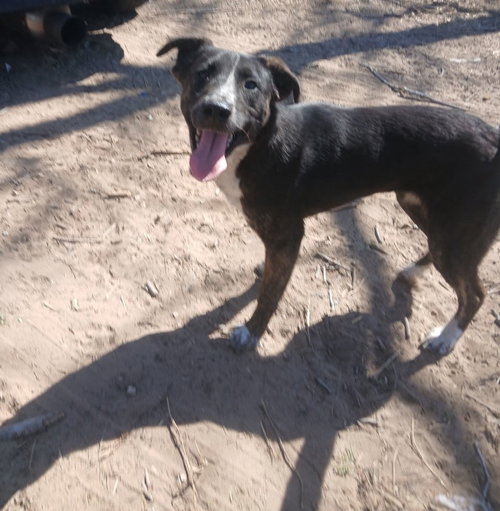 Dre, an adoptable Shepherd in San Antonio, TX