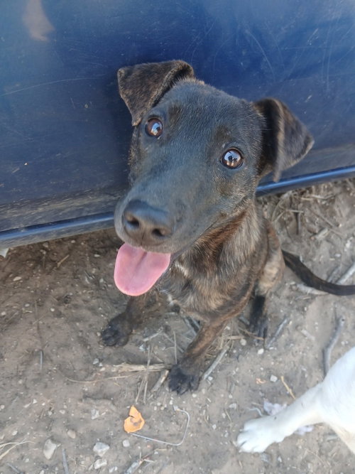 Coolio, an adoptable Shepherd in San Antonio, TX