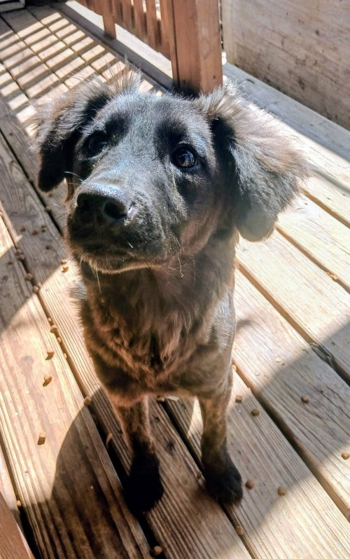 Luluyam, an adoptable Shepherd in San Antonio, TX