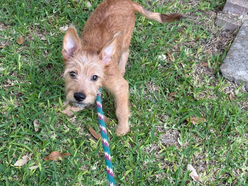 Simon photo 2