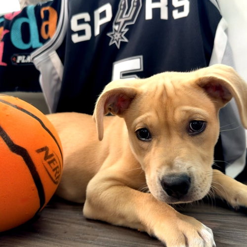 Darcie, an adoptable Retriever in San Antonio, TX