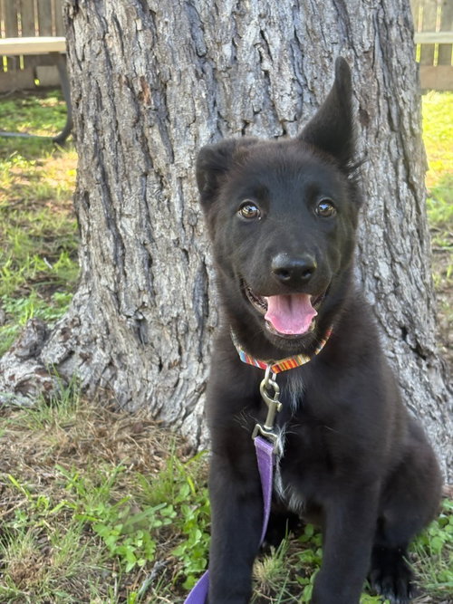 Harper, an adoptable Shepherd in San Antonio, TX