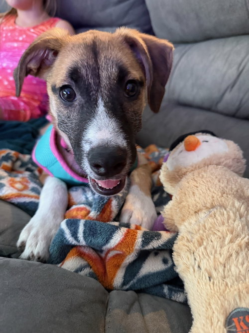 Rosie, a dog for adoption from L&S Dog Diggity Rescue
