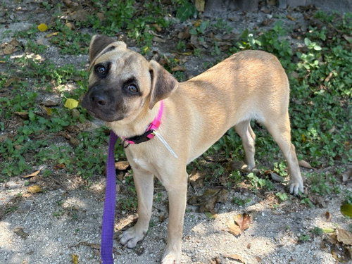 Photo 3 of Dolly