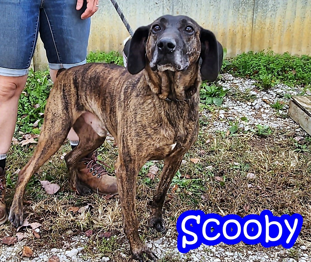 adoptable Dog in Crandall, GA named Scooby