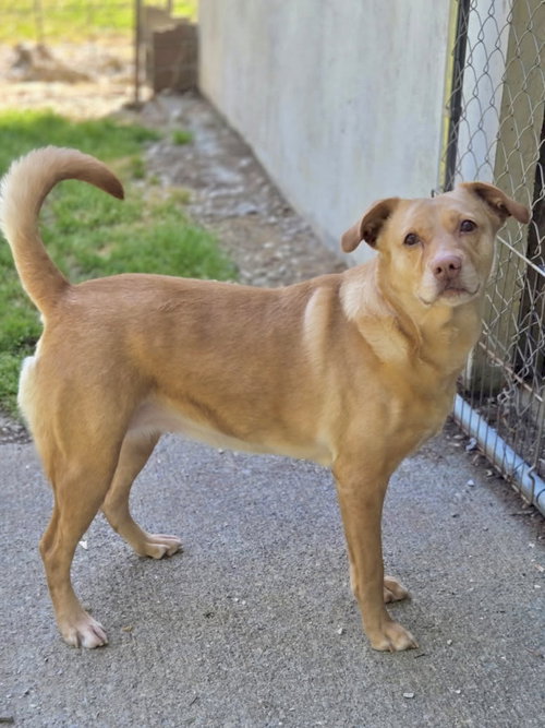 Dijon, an adoptable Labrador Retriever in Crandall, GA