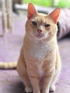 adoptable Cat in , GA named Angus