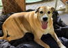 Marmaduke