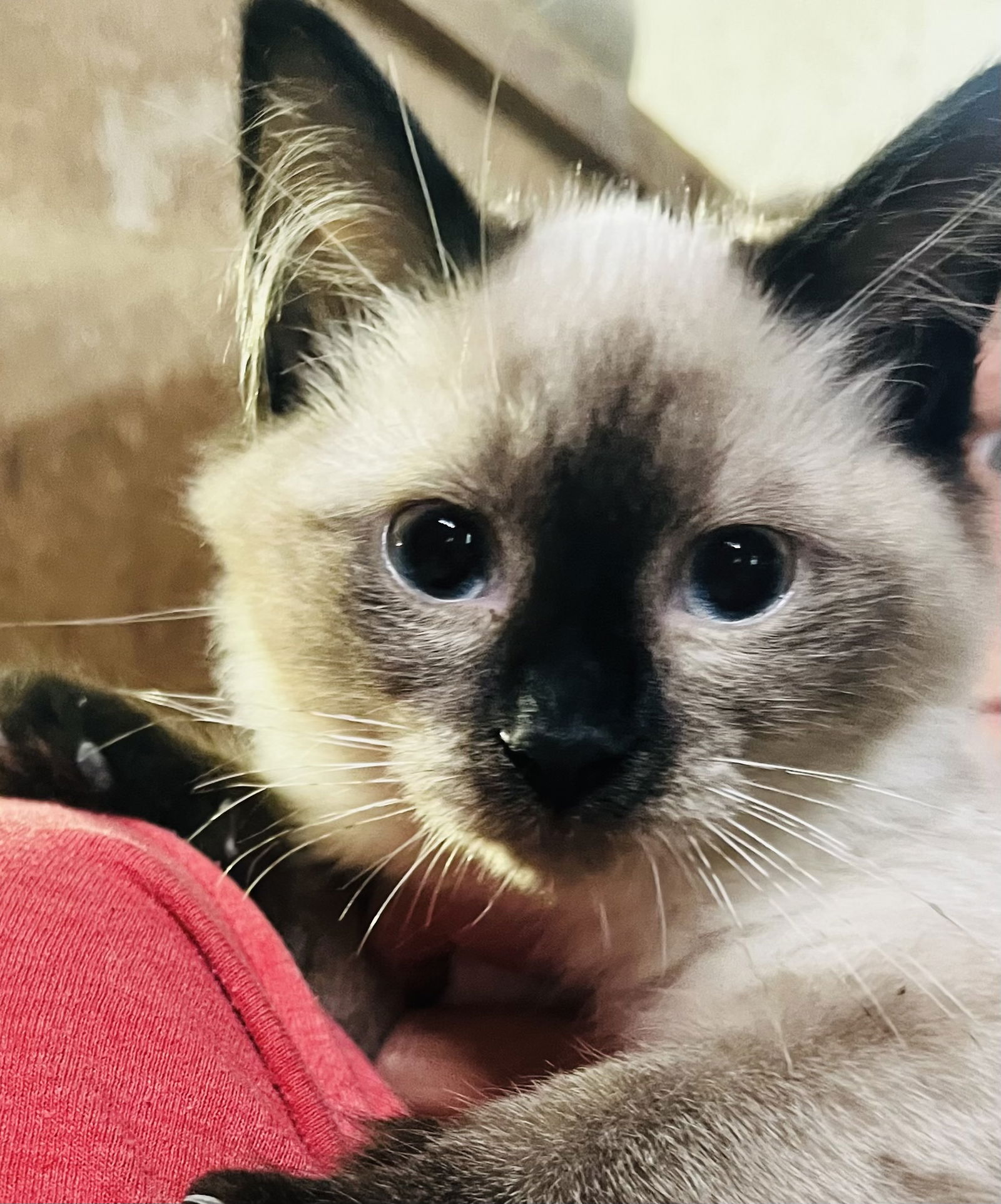 adoptable Cat in Crandall, GA named Opal