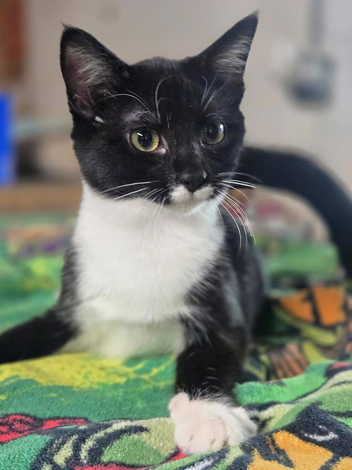 adoptable Cat in Crandall, GA named Binki