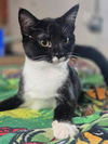 adoptable Cat in  named Binki