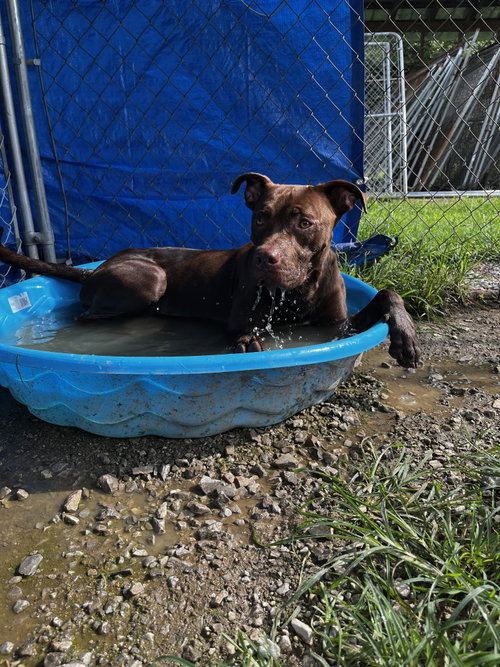 picture of the dog needing adoption