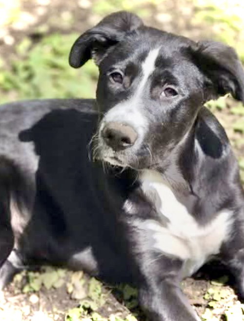 Cupid, an adoptable Border Collie in Crandall, GA