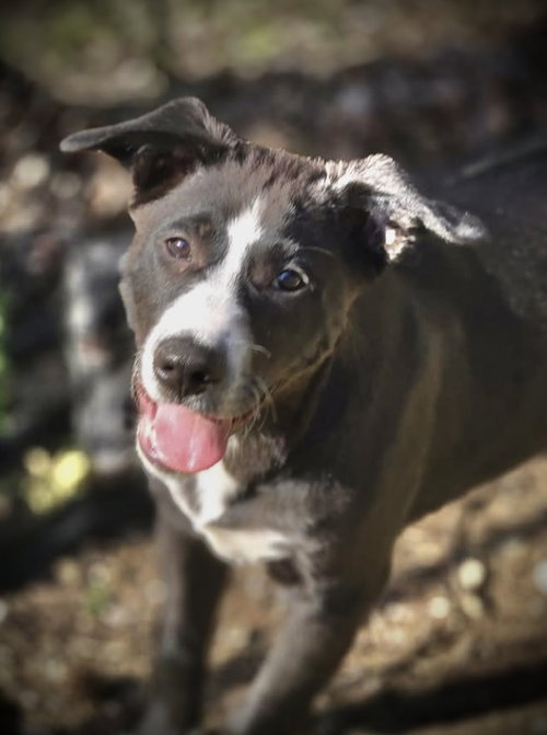 Armor, an adoptable Border Collie in Crandall, GA