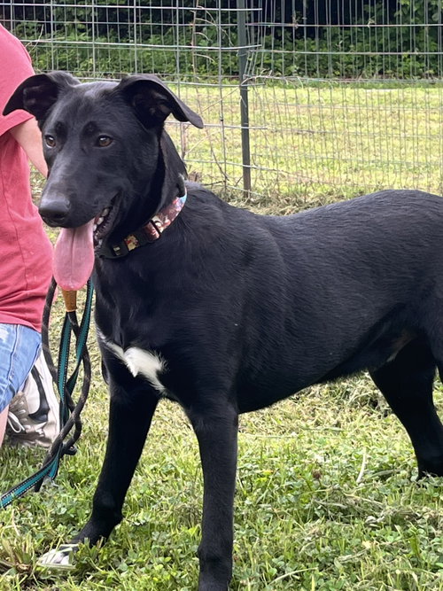 picture of the dog needing adoption